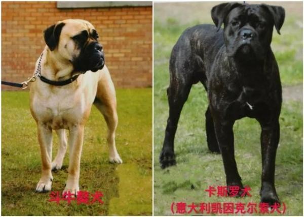 关于天津市建成区内禁养烈性犬种类的通告