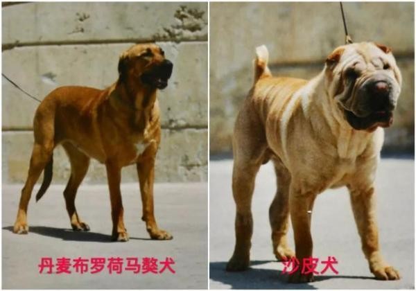 关于天津市建成区内禁养烈性犬种类的通告