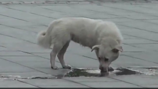 谁家的狗丢啦洛阳一忠犬原地苦等主人7日不走