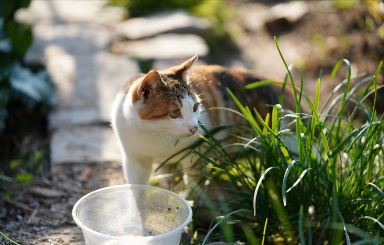 宠物猫和田园猫的区别一个被捧上天一个一文不值