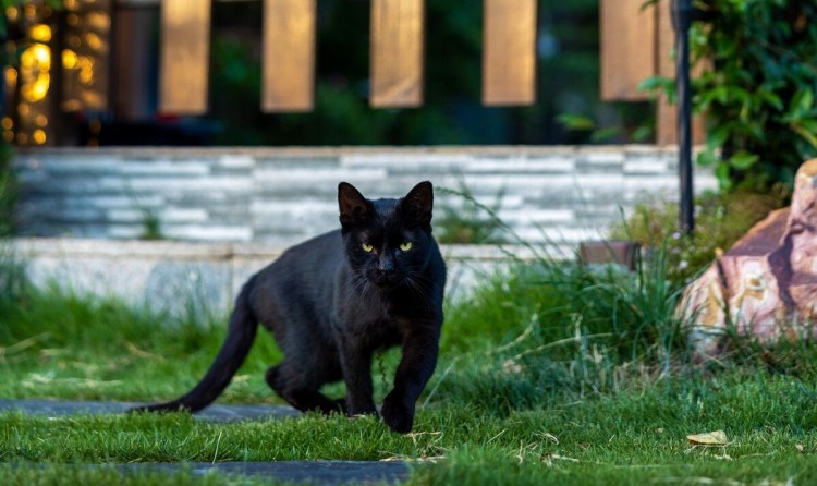 宠物猫和田园猫的区别一个被捧上天一个一文不值