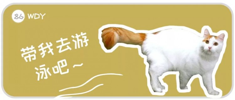 “逆天”的土耳其梵猫：别的宠物猫咪都怕水，它却是“游泳健将”