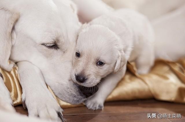 拉布拉多产后怎么护理拉布拉多产后易患的疾病你需要注意