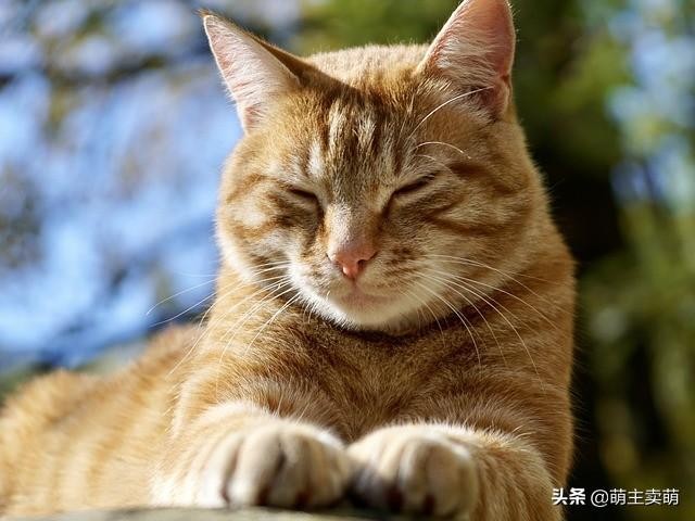 猫发情期持续多久发情期护理注意事项