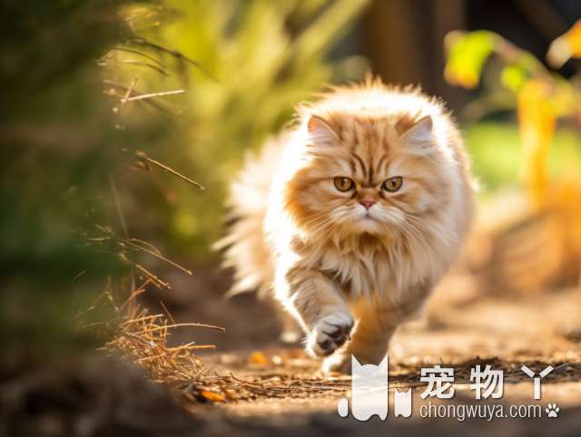 南宁卓恩：为什么我的猫连续四天不吃不喝？